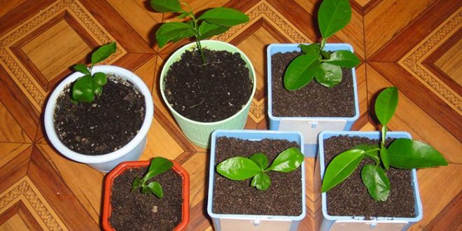 как вырастить кофейное дерево дома