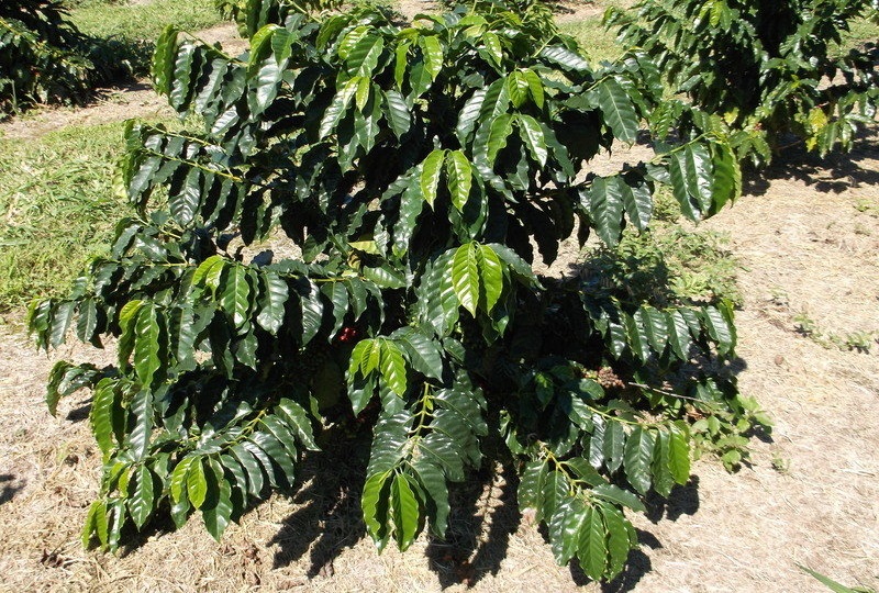 фото кофейного дерева арабика бурбон