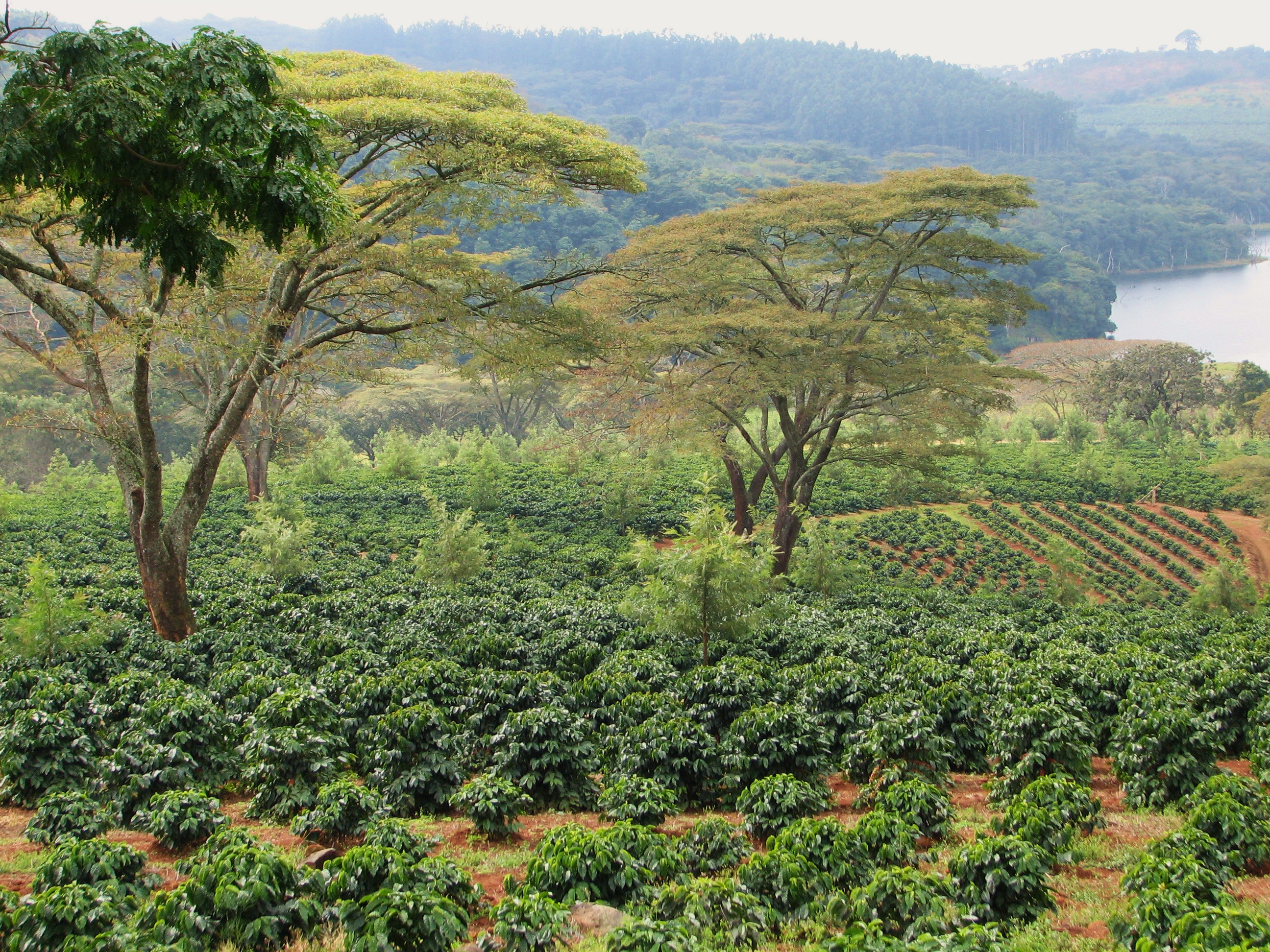 фото плантации кофе в Зимбабве