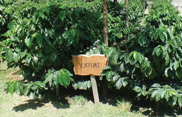 фото кофейного дерева Катуаи