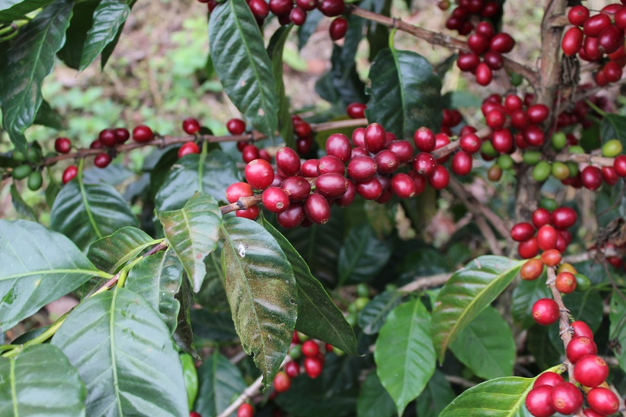 фото кофейного дерева пакамара